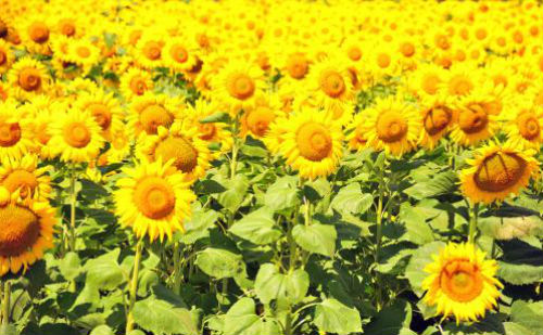 形容草木长得茂盛.比喻事业蓬勃发展,兴旺昌盛.