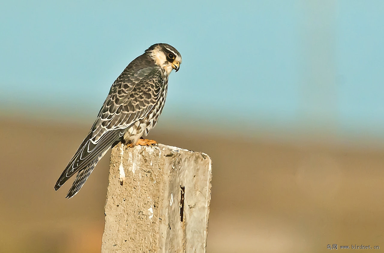 隼怎么读 隼怎么读法