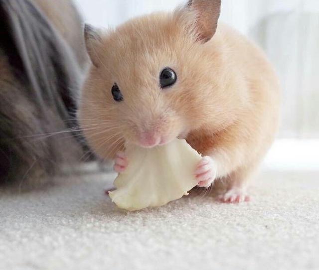 地方,所以有一些就会养多只,但是多只仓鼠一起养有的时候也是有问题的